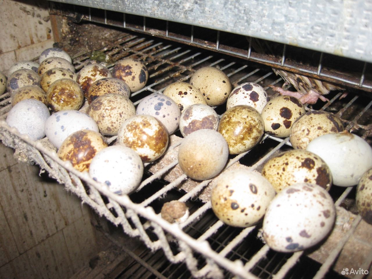 Яйцо перепелиное пищевое купить на Зозу.ру - фотография № 1