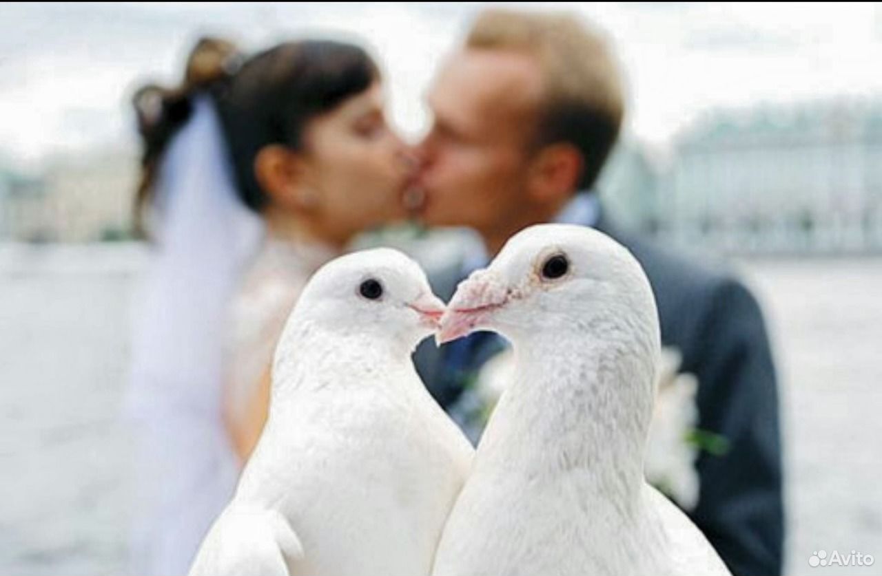 Белые голуби для торжеств купить на Зозу.ру - фотография № 4
