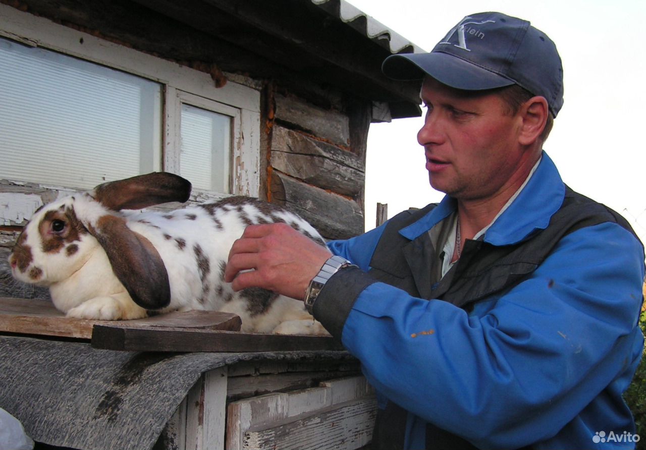 Кролики на племя и мясо кроликов купить на Зозу.ру - фотография № 2