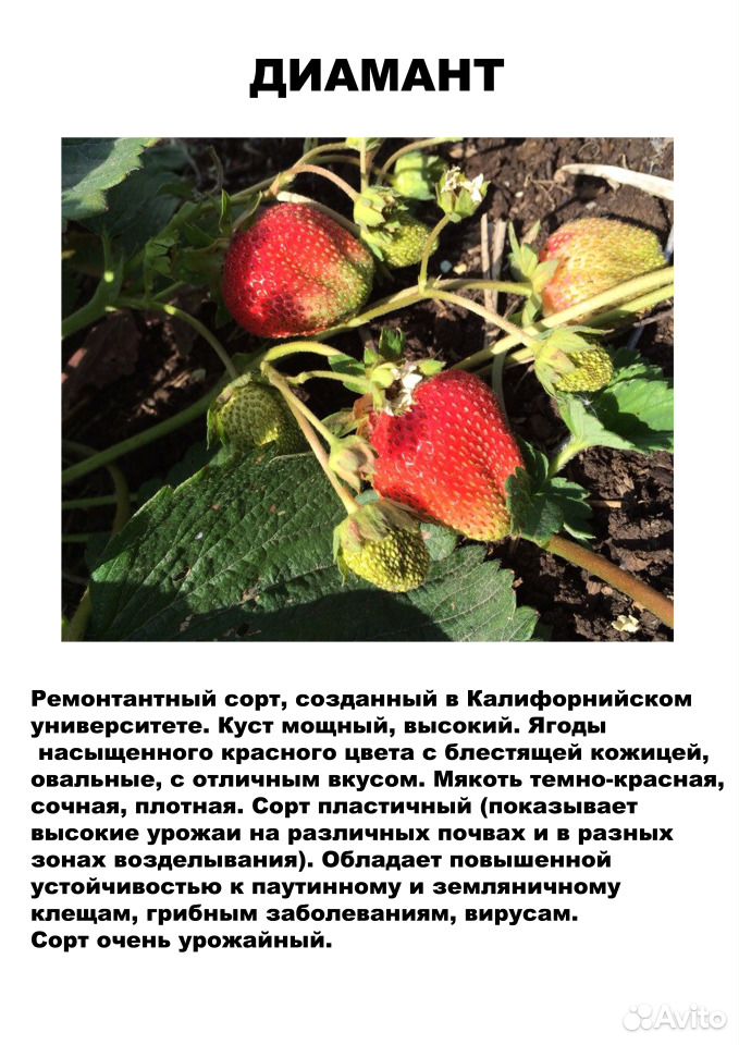Саженцы садовой земляники (клубники) на август купить на Зозу.ру - фотография № 7