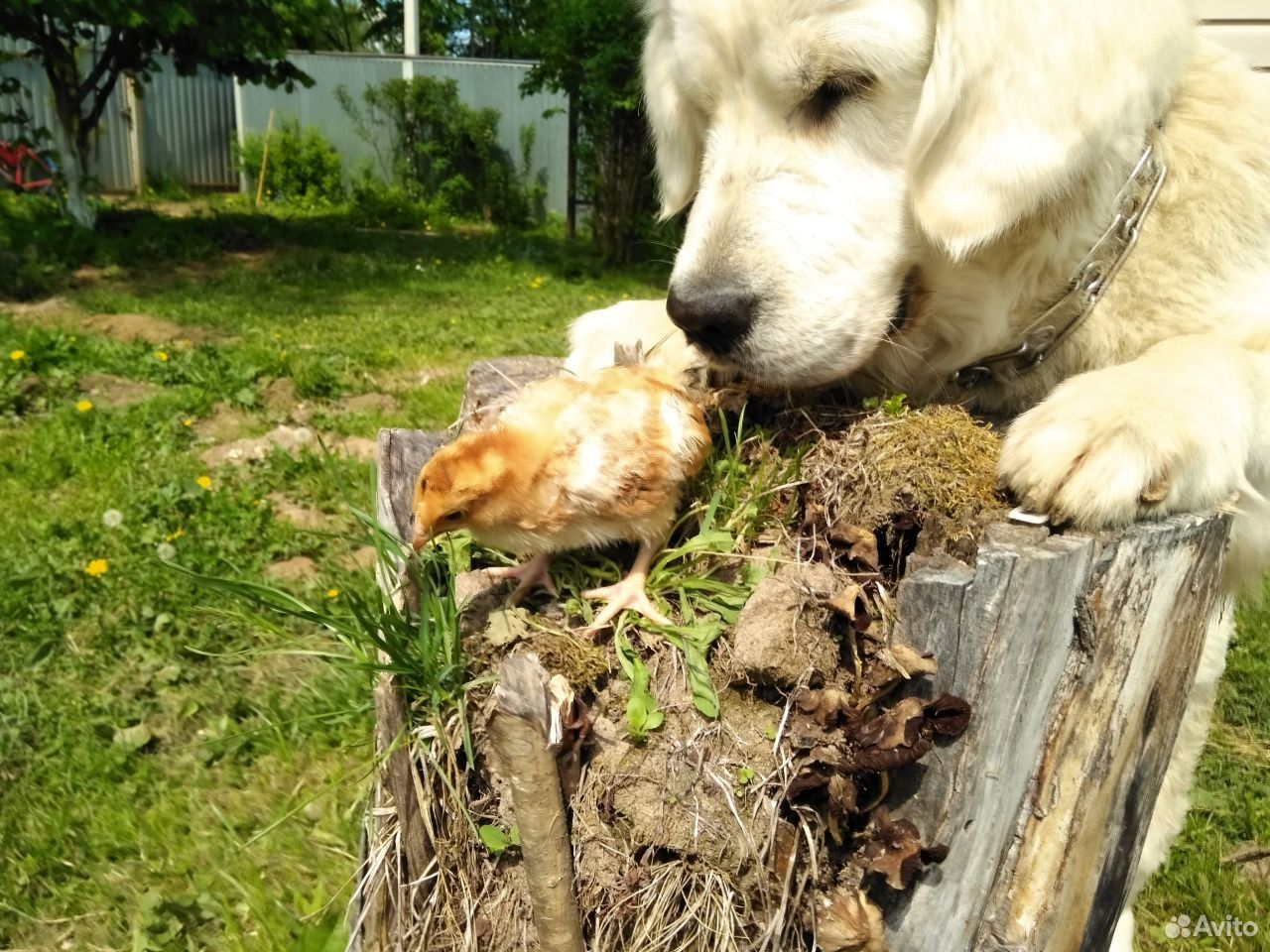Домашние куриное яйцо,инкубационное яйцо,цыплята купить на Зозу.ру - фотография № 2
