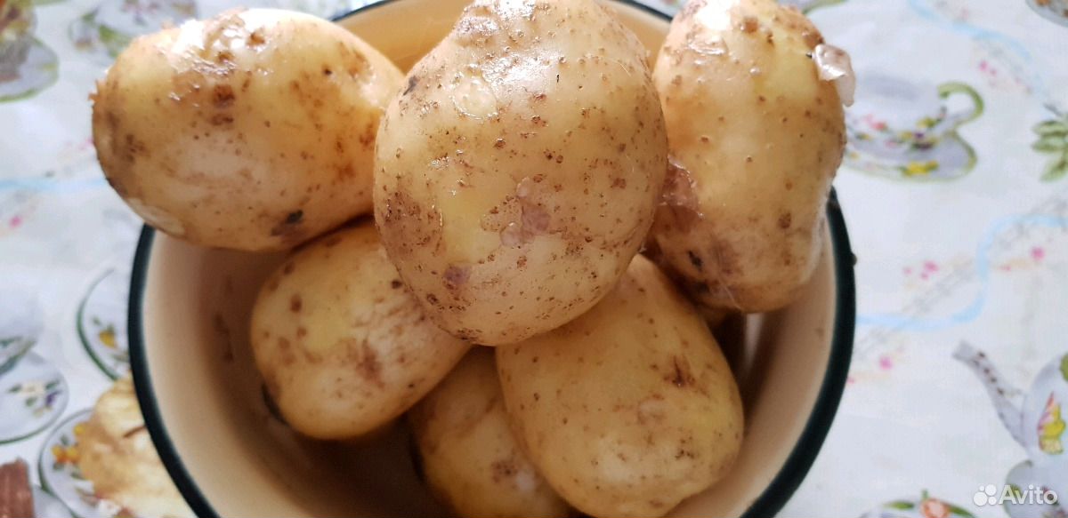 Столовая картошка. Чувашская картошка. Картофель в Чувашии. Картошка у чувашей. Картофель Чувашии 2023.