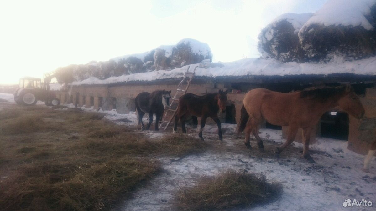 Лошади продажа, обмен на зерно купить на Зозу.ру - фотография № 8
