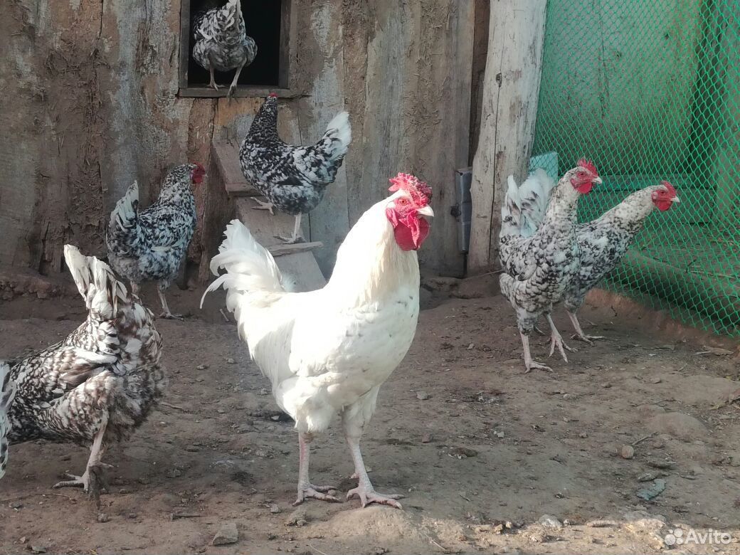 Инкубационное яйцо породных кур, цыплята купить на Зозу.ру - фотография № 1