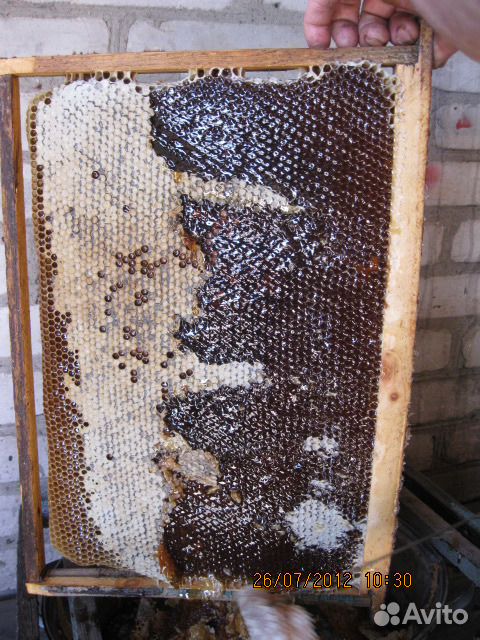 Продам пчелосемьи купить на Зозу.ру - фотография № 2