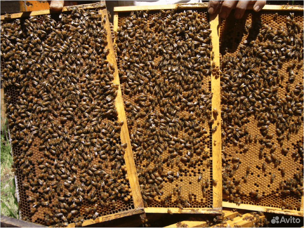 Пчелосемьи рутовские подготовленные, Сильные купить на Зозу.ру - фотография № 1