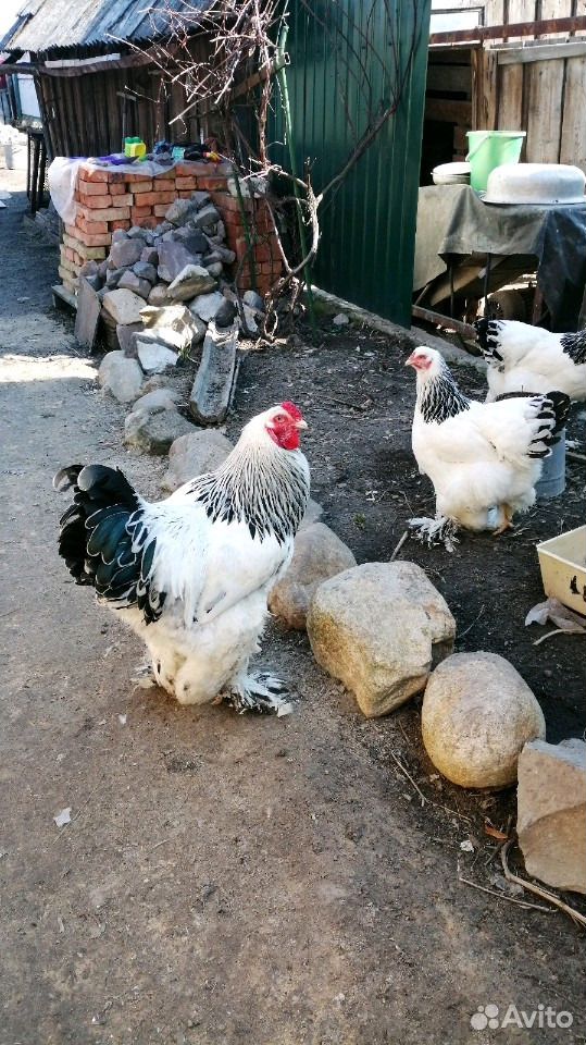 Яйца (инкубационные) кур Брама купить на Зозу.ру - фотография № 1