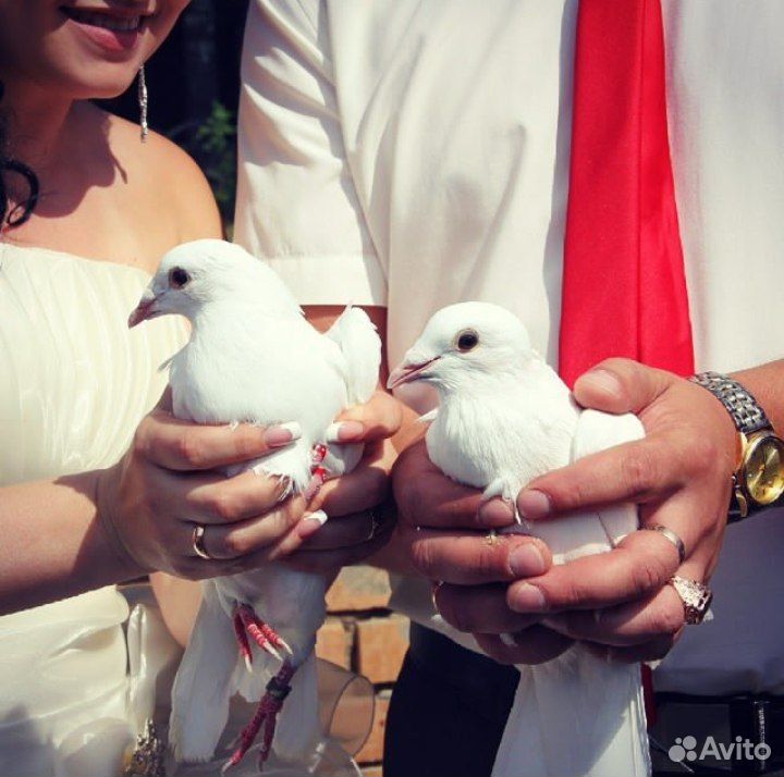 Белые голуби купить на Зозу.ру - фотография № 1