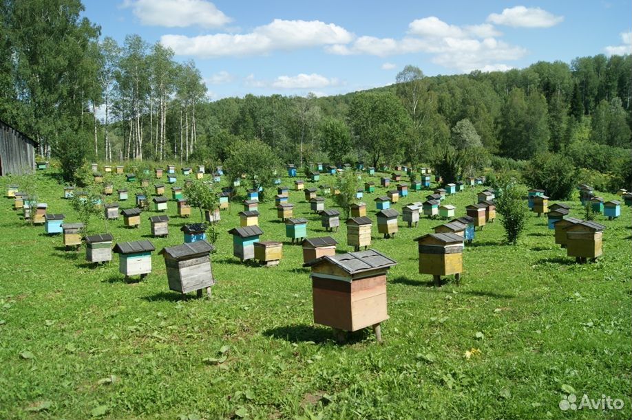 Рамки суши для пчел купить на Зозу.ру - фотография № 1