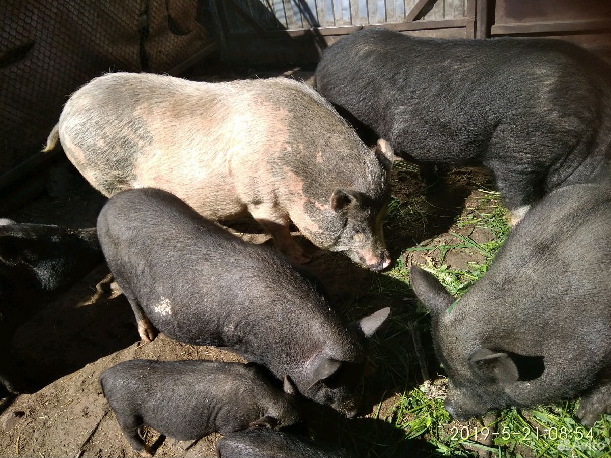 Свинюшки " Вьетнамки" купить на Зозу.ру - фотография № 6