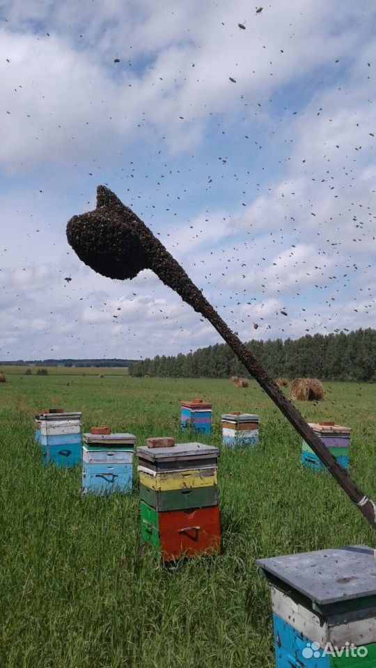 Пчелосемьи (пчёлы) купить на Зозу.ру - фотография № 1