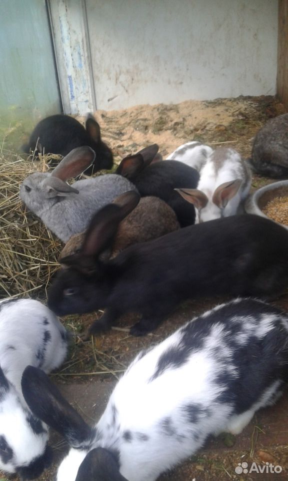 Кролики, мясо кролика купить на Зозу.ру - фотография № 2