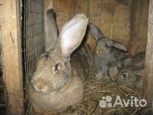 Кролики породы фландр купить на Зозу.ру - фотография № 1