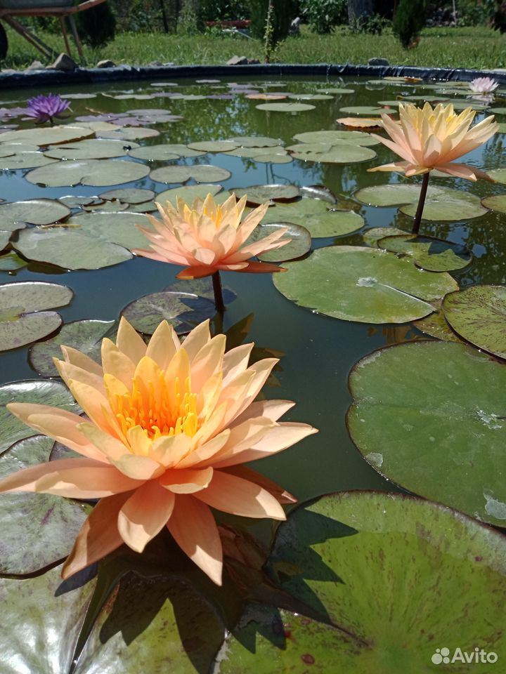 Лилии в пруд (нимфеи, кувшинки) купить на Зозу.ру - фотография № 4