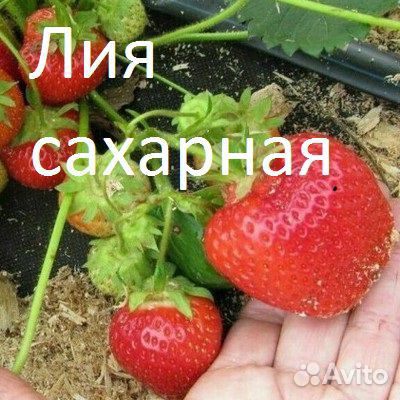 Рассада земляники садовой купить на Зозу.ру - фотография № 4