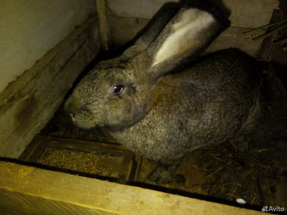 кролики в красноярском крае