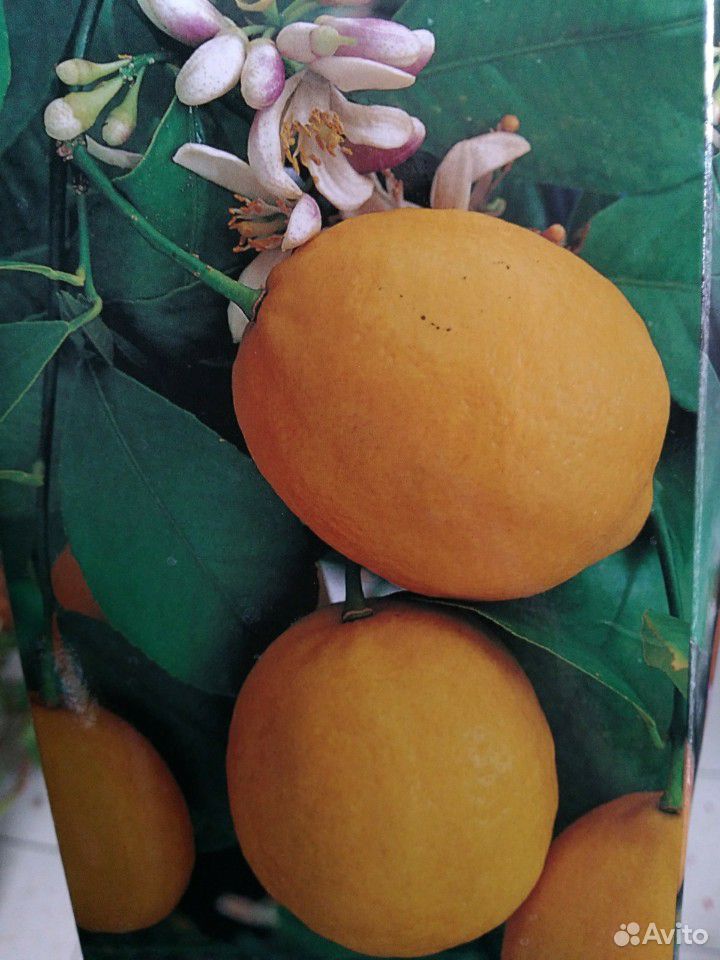 Лимон купить на Зозу.ру - фотография № 1