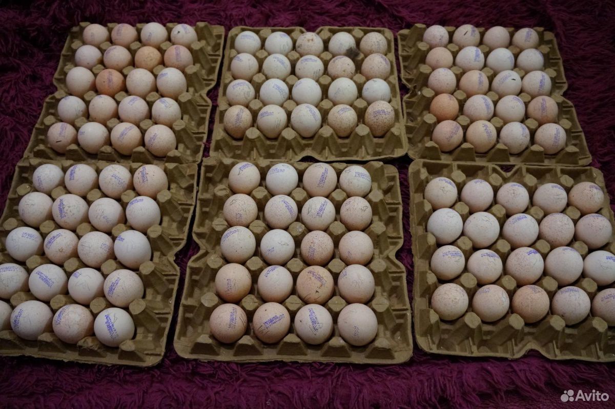 Купить инкубационное яйцо в свердловской области. Инкубационное яйцо. Инкубаторские яйца. Инкубационное яйцо картинки. Инкубационное яйцо бройлера.