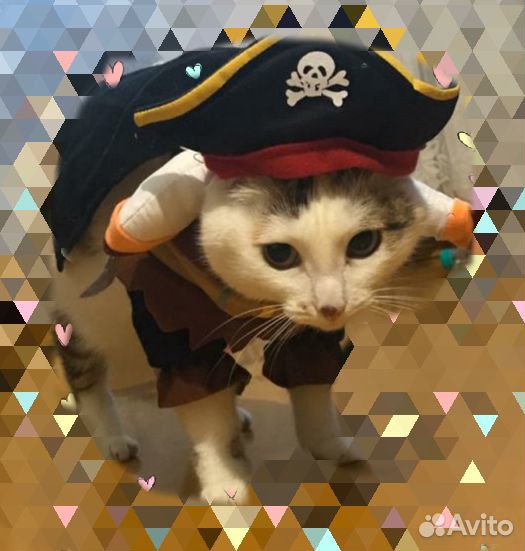 Костюм для кошек/собак "Пират" купить на Зозу.ру - фотография № 2