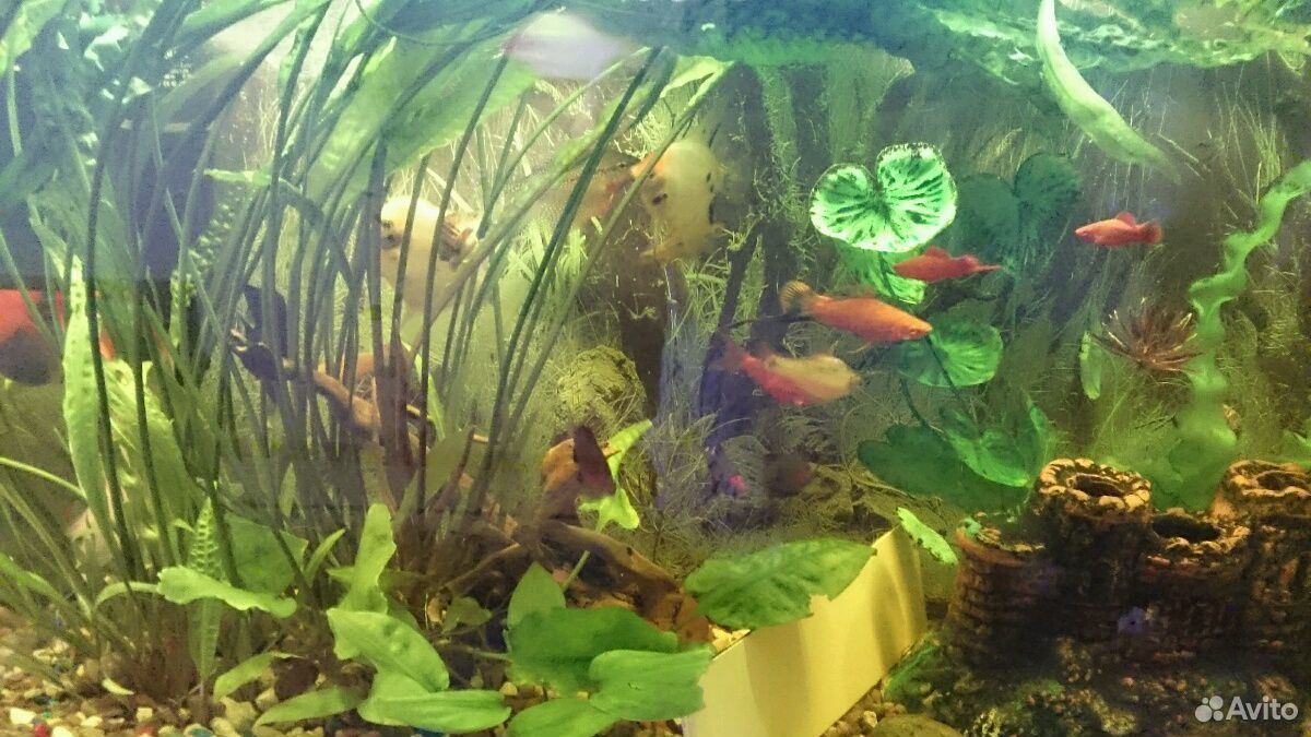 Полностью укомплектованый аквариум купить на Зозу.ру - фотография № 2