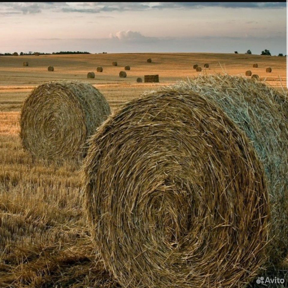 Фото соломы в рулонах