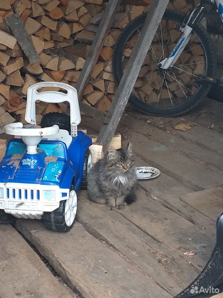 Котёнок купить на Зозу.ру - фотография № 9