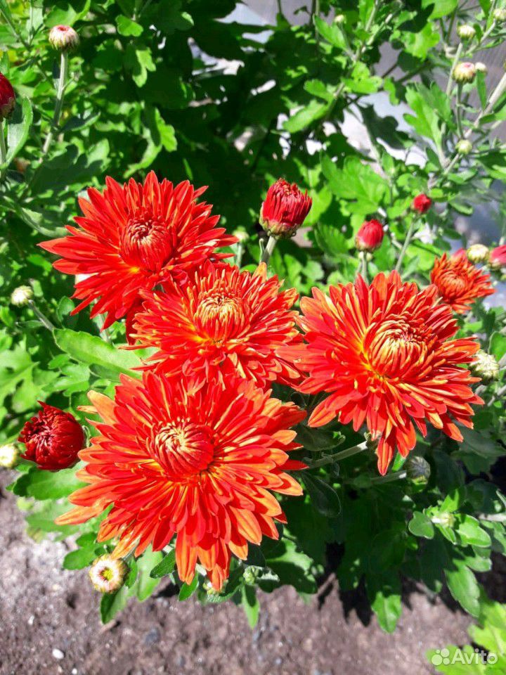 Цветы хризантемы купить на Зозу.ру - фотография № 4