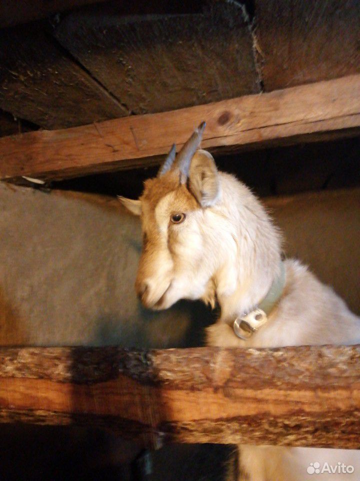 Альпийская коза купить на Зозу.ру - фотография № 1
