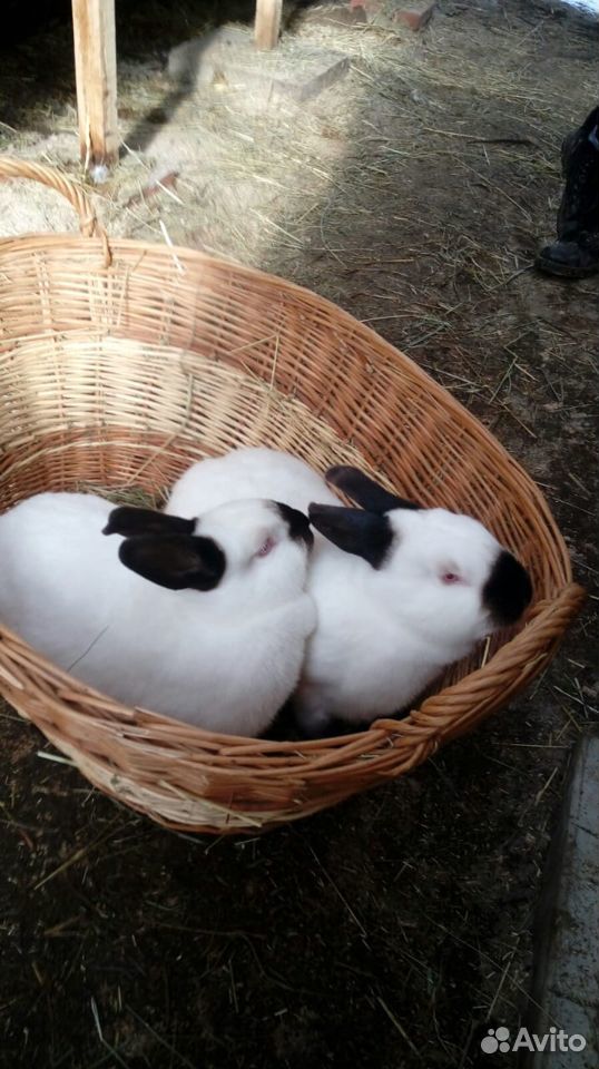Калифорнийские кролики для разведения купить на Зозу.ру - фотография № 3