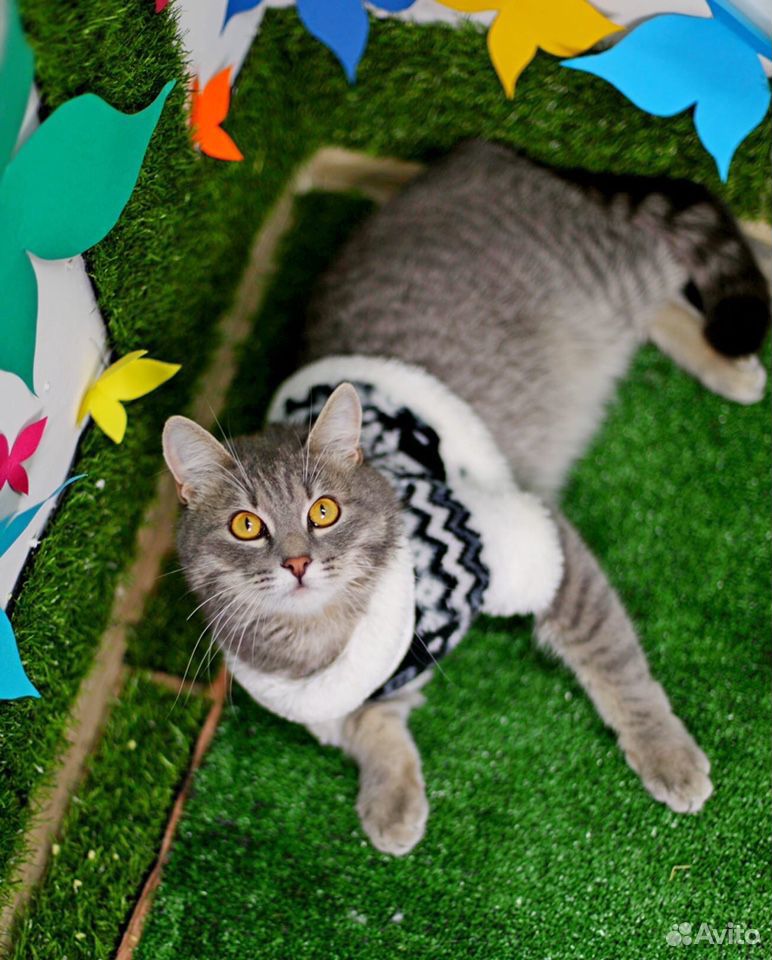 Котик Шон- роскошный котяра ищет дом купить на Зозу.ру - фотография № 4