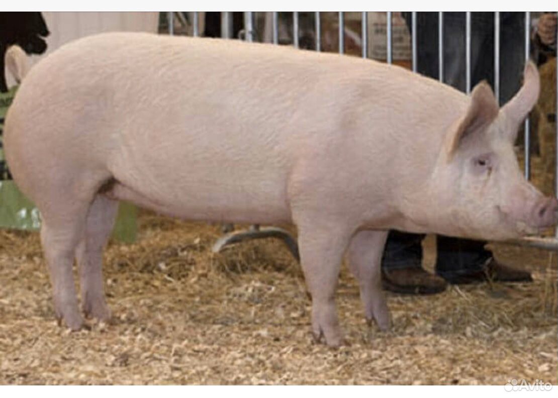 Степная свинья. Брейтовская порода свиней. Лакомб порода свиней. Муромская порода свиней. Литовская белая порода свиней.