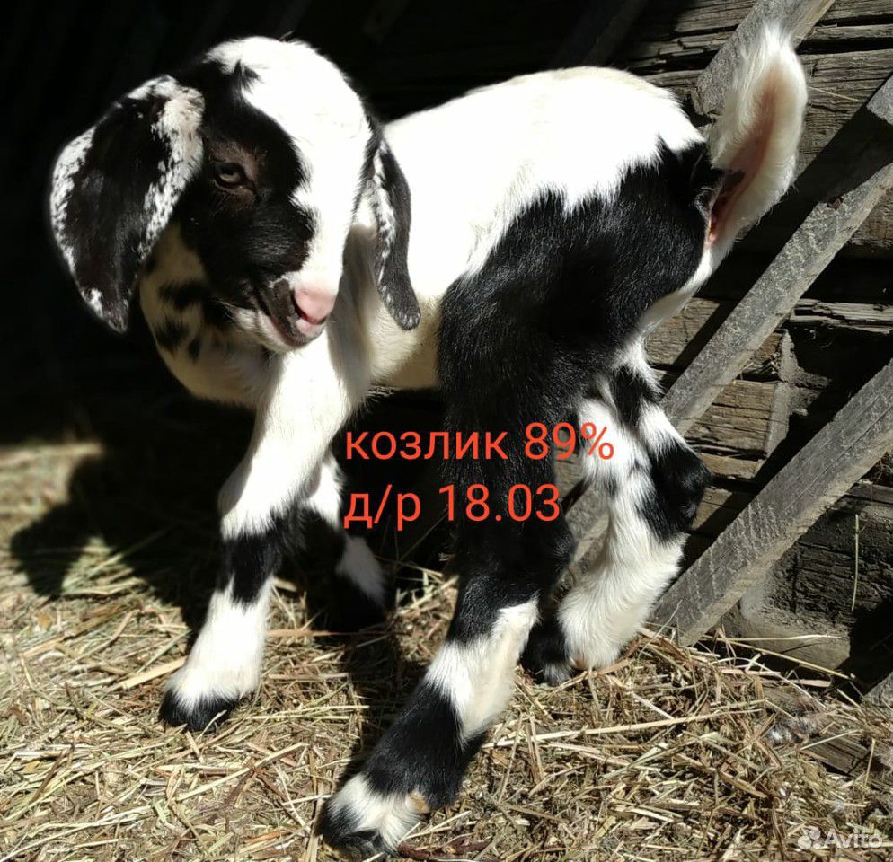 Супер нубийские козы купить на Зозу.ру - фотография № 7