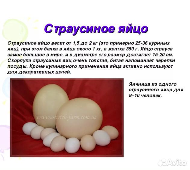 Яйца страуса купить на Зозу.ру - фотография № 3