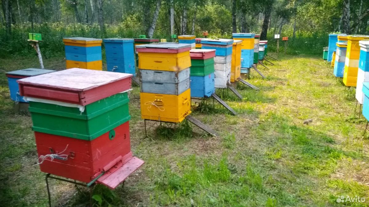 Пчелы породы "Карника" купить на Зозу.ру - фотография № 1