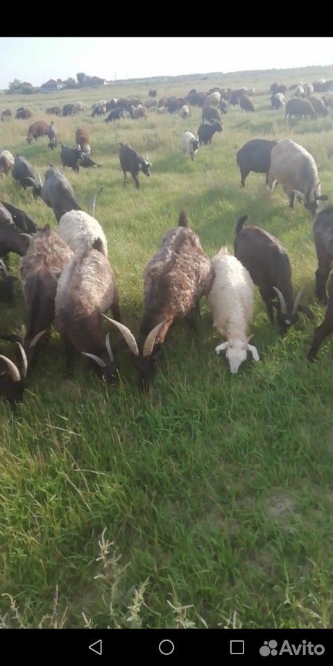 Принимаю коз овец на пастбище село мазурка купить на Зозу.ру - фотография № 3