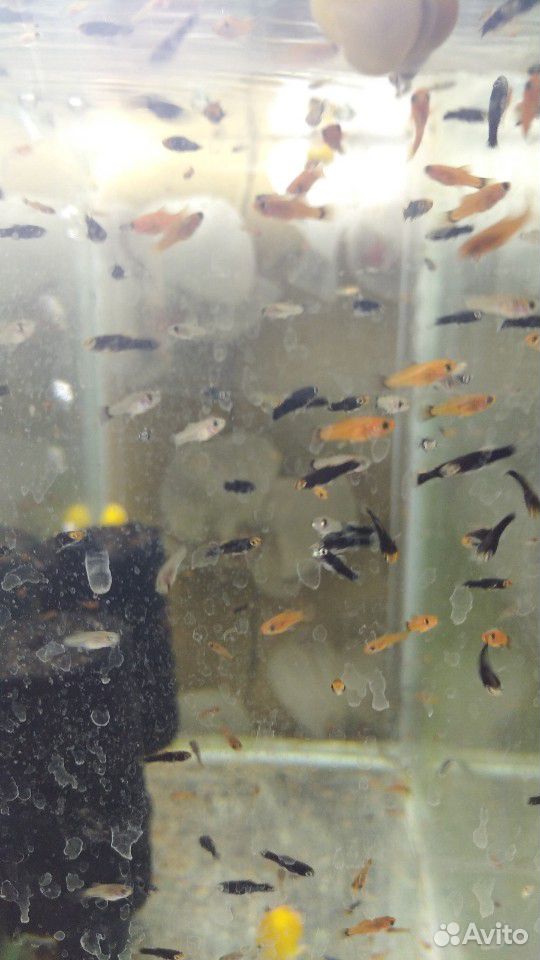 Рыбки аквариумные купить на Зозу.ру - фотография № 8