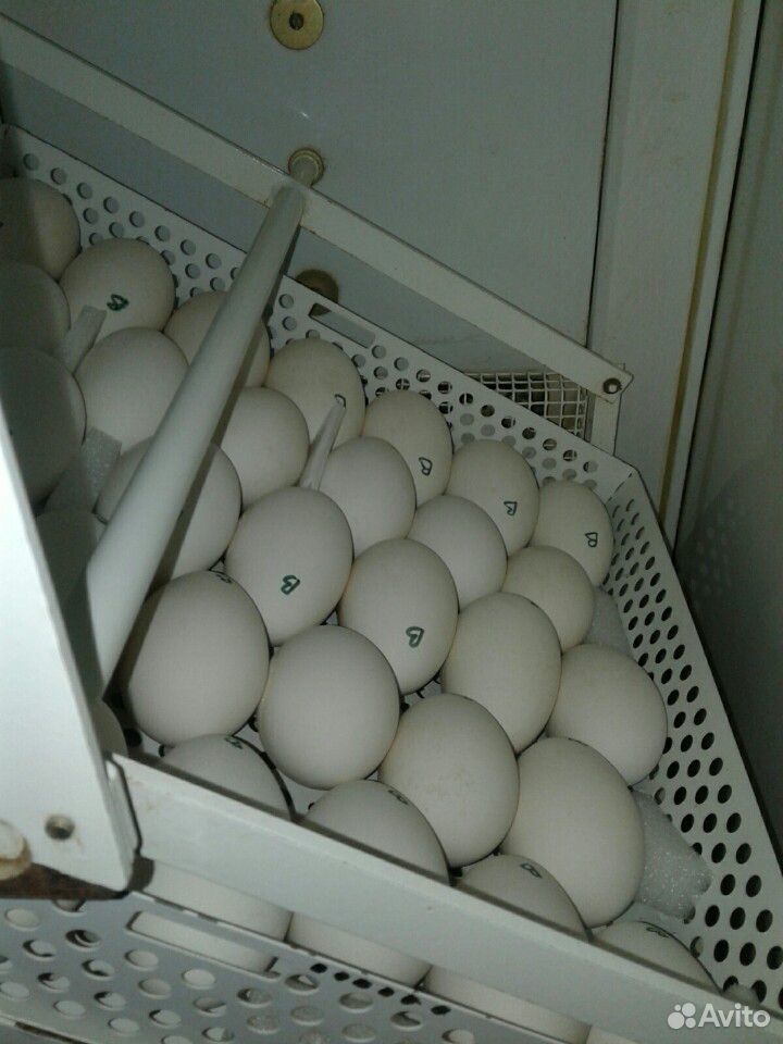 Яйцо гуся купить на Зозу.ру - фотография № 1