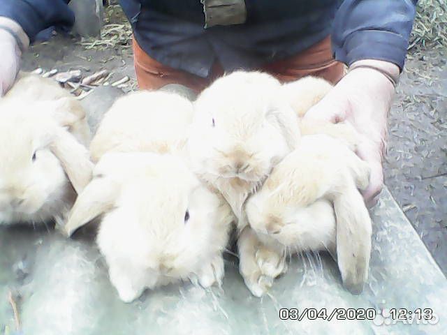 Крольчата купить на Зозу.ру - фотография № 3