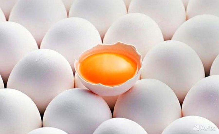 Инкубационное яйцо кур-Хайсекс, индоутят, индюшат купить на Зозу.ру - фотография № 1