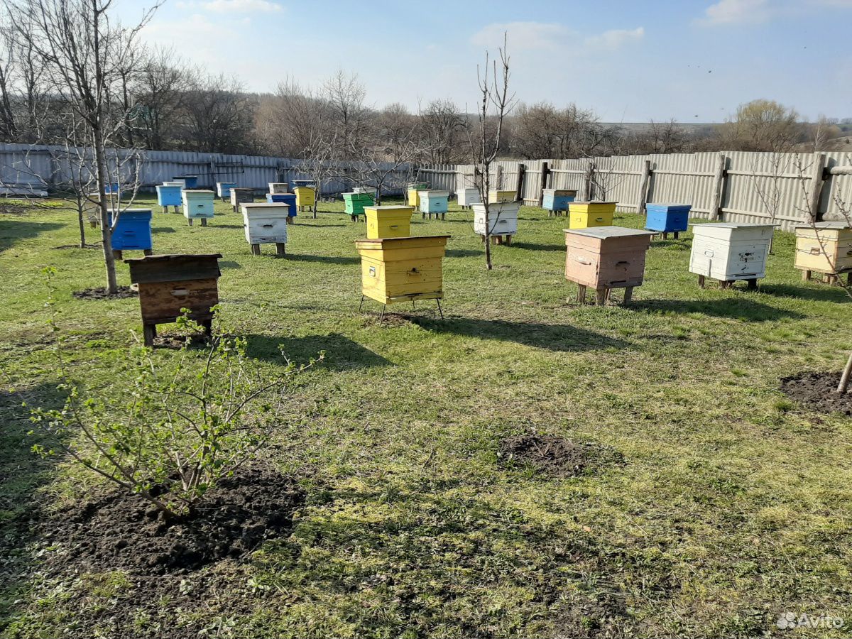 Продаются пчелы, пчелопакеты купить на Зозу.ру - фотография № 1