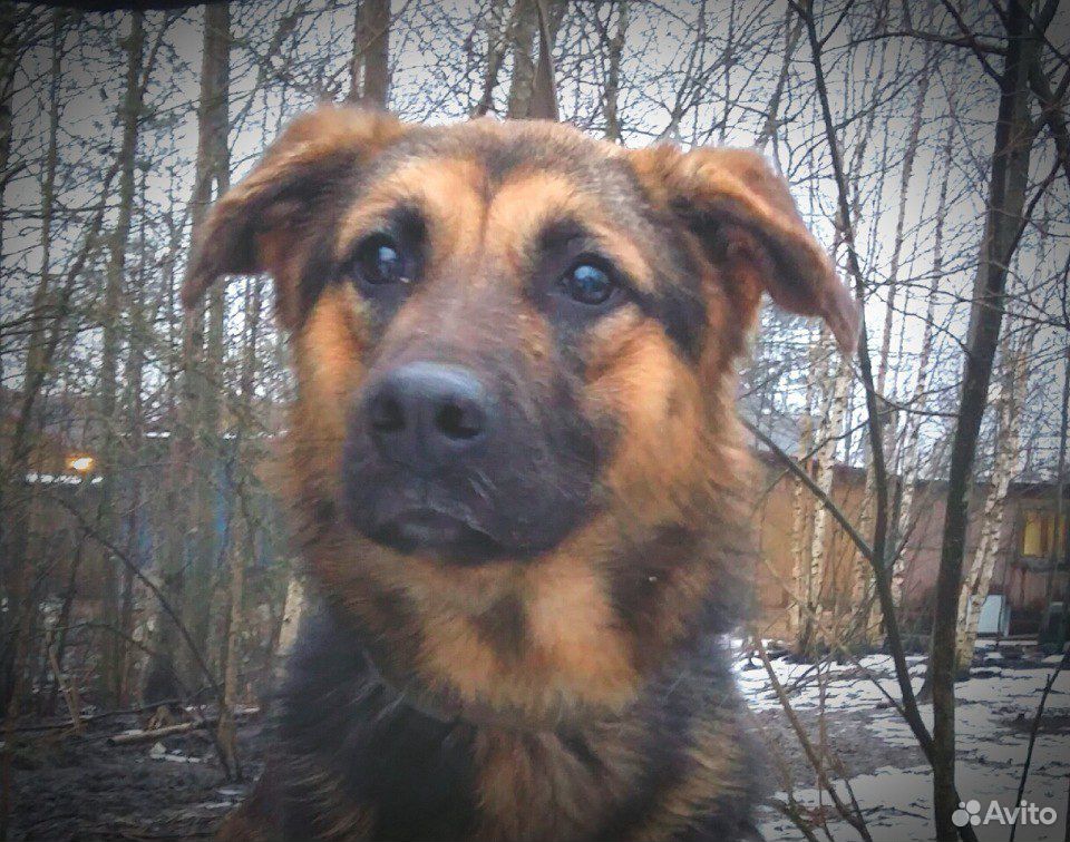 Собака в поисках любящей семьи купить на Зозу.ру - фотография № 2