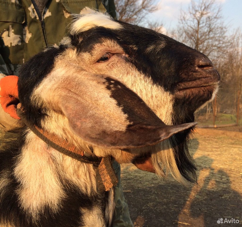Чистопородный Англо-Нубийский козел с родословной купить на Зозу.ру - фотография № 1