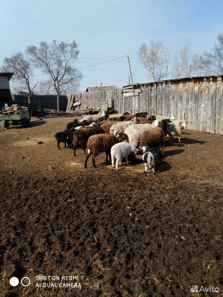 Овцы с ягненок купить на Зозу.ру - фотография № 4