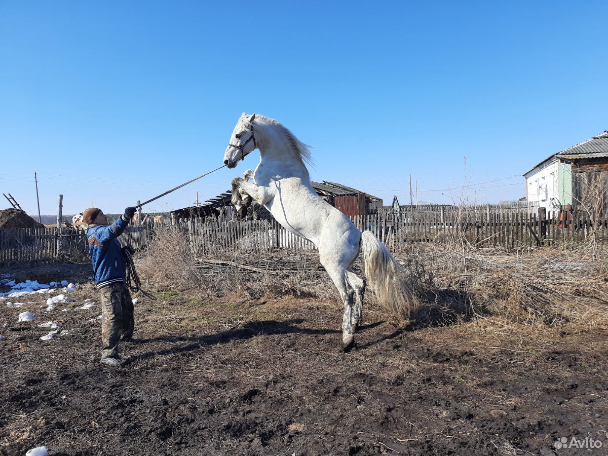 Пиво Колыванский жеребец купить. Продажа коней в Алтайском крае на авито. Купить жеребец Улан Удэ. Авито алтайский край кони