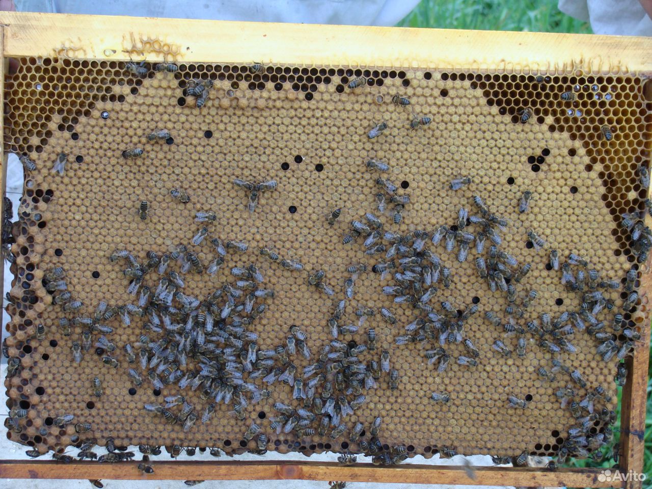 Продам пчелосемьи на высадку купить на Зозу.ру - фотография № 2