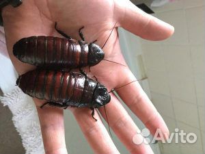 Мадагаскарский шипящий таракан купить на Зозу.ру - фотография № 2