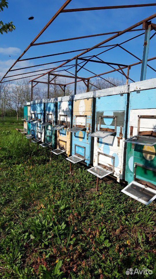Продам пчелопакеты, пчелосемьи купить на Зозу.ру - фотография № 1