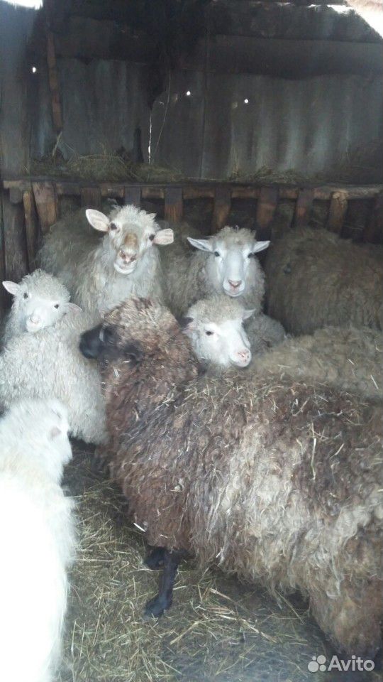 Продам овец с ягнятами купить на Зозу.ру - фотография № 1