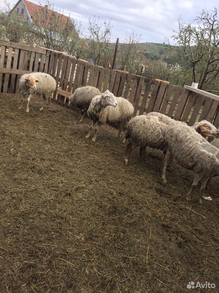 Овцы матки купить на Зозу.ру - фотография № 4