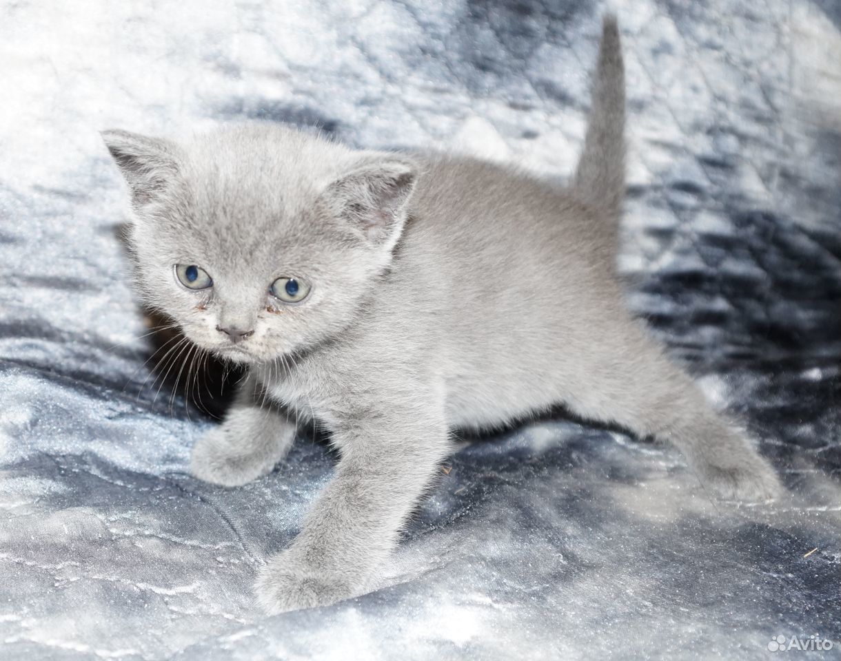 Британские короткошерстные котята купить на Зозу.ру - фотография № 5
